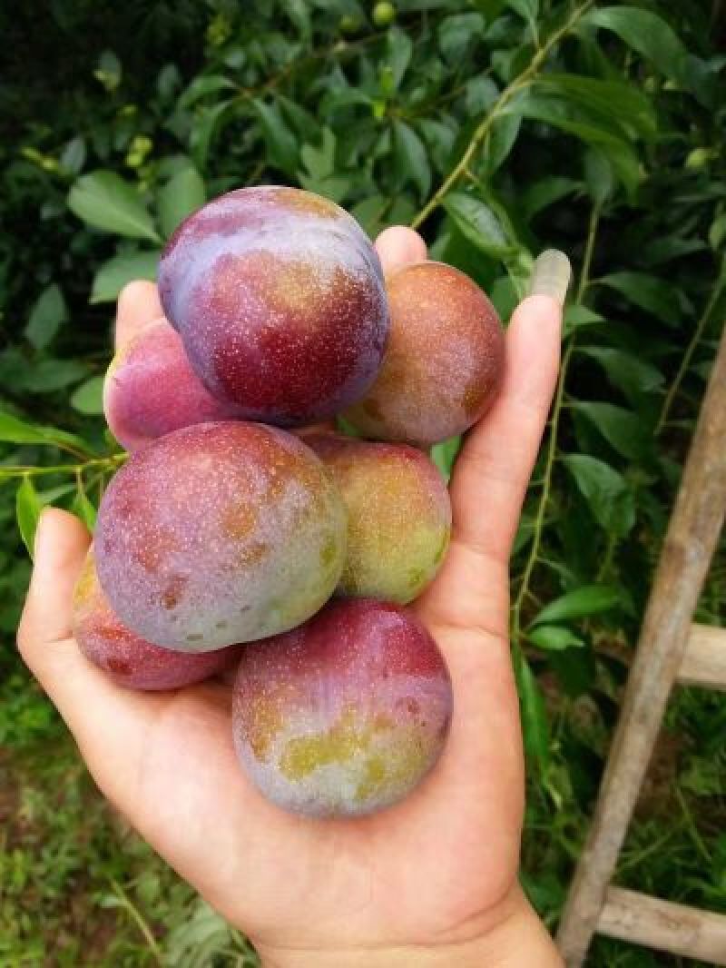 四川半边红李子，青红脆李
