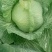 京丰一号,500亩，大量上市，欢迎采购，