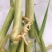 皇竹草种苗1