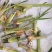 皇竹草种苗1