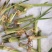 皇竹草种苗1