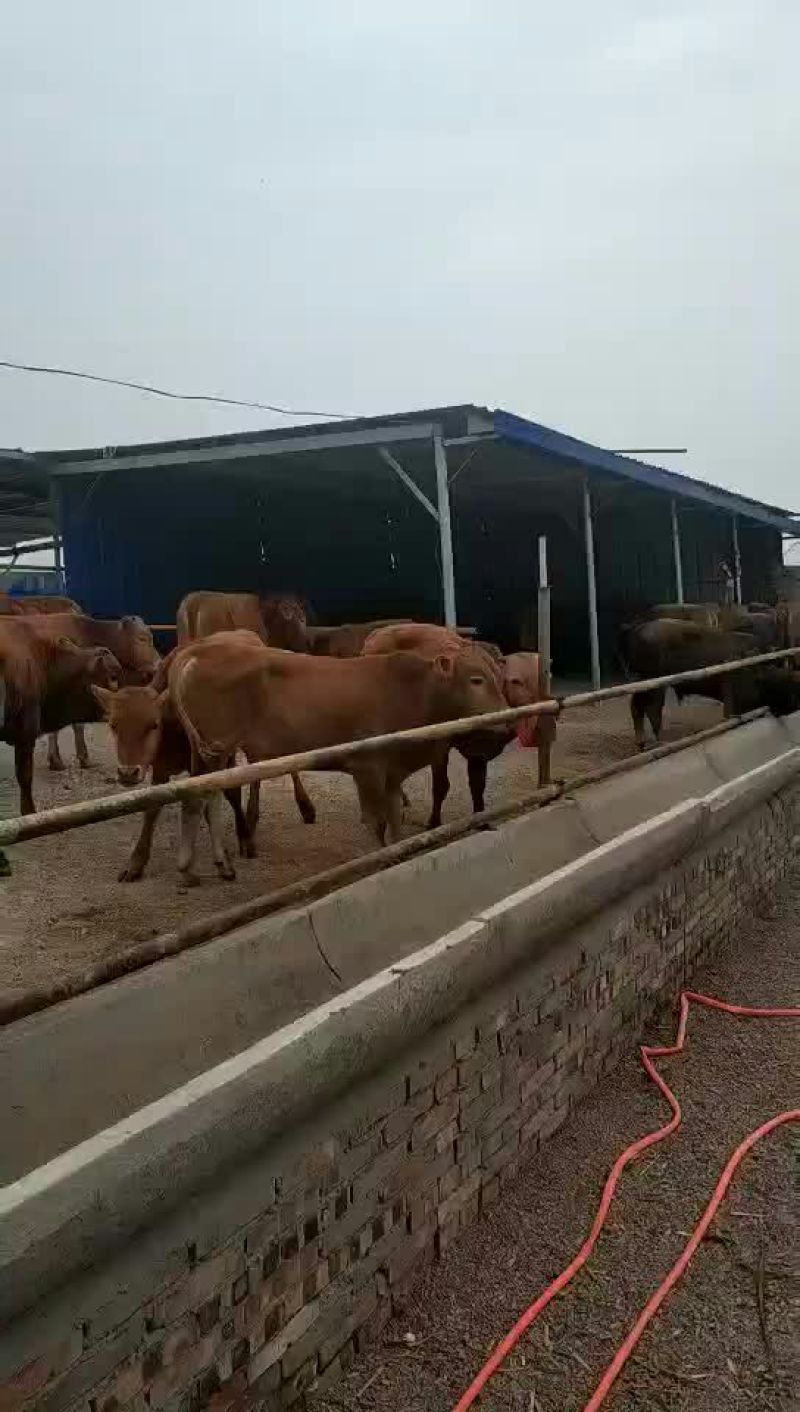 奶牛肉牛可代养自己有养殖场，诚信为本合作共赢