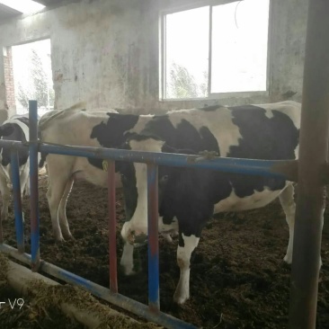 奶牛肉牛可代养自己有养殖场，诚信为本合作共赢