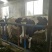 奶牛肉牛可代养自己有养殖场，诚信为本合作共赢