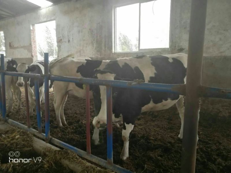 奶牛肉牛可代养自己有养殖场，诚信为本合作共赢