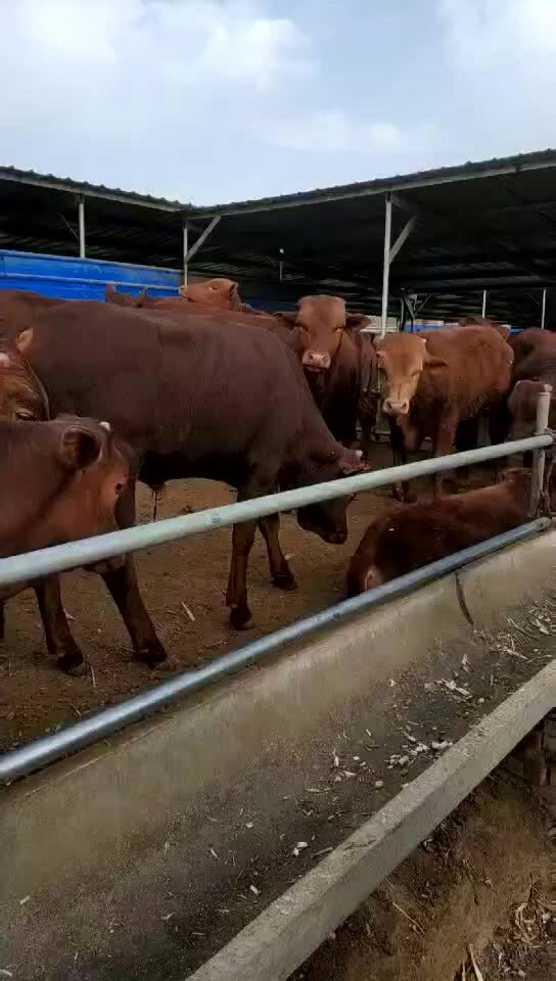 奶牛肉牛可代养自己有养殖场，诚信为本合作共赢