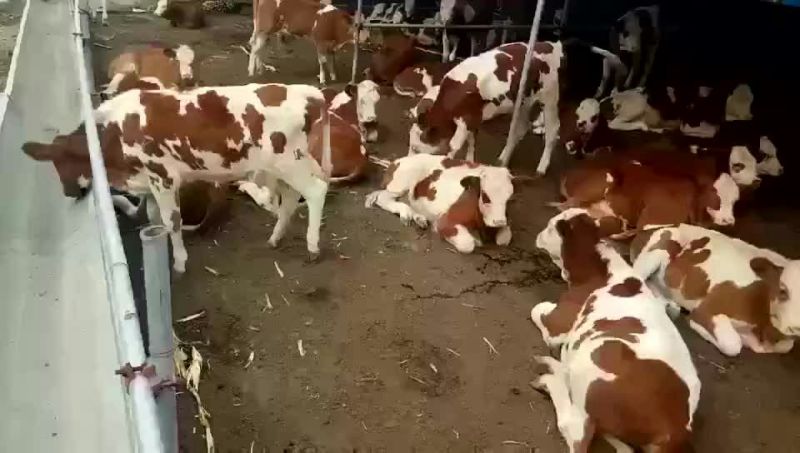 奶牛肉牛可代养自己有养殖场，诚信为本合作共赢