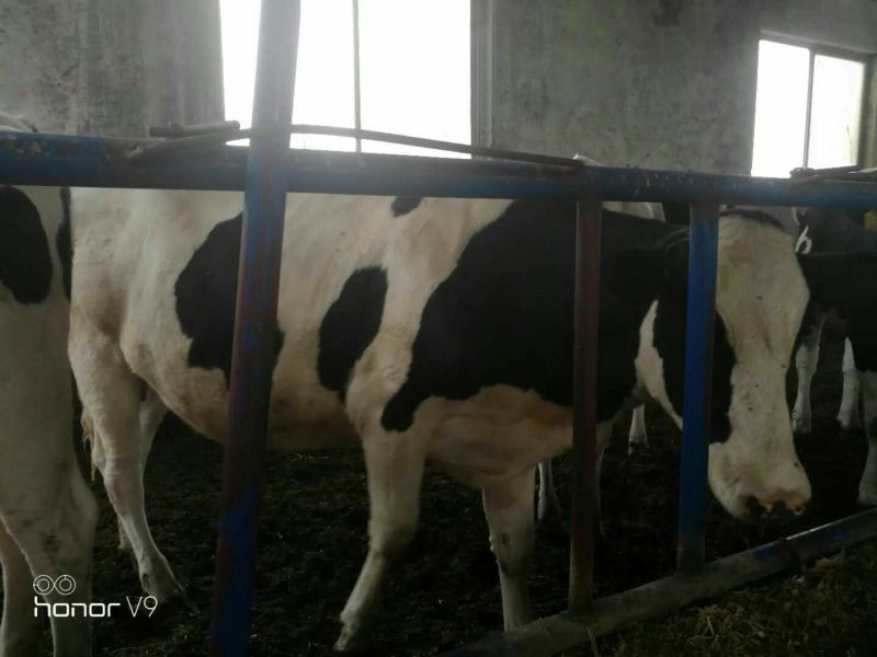 奶牛肉牛可代养自己有养殖场，诚信为本合作共赢