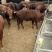 奶牛肉牛可代养自己有养殖场，诚信为本合作共赢