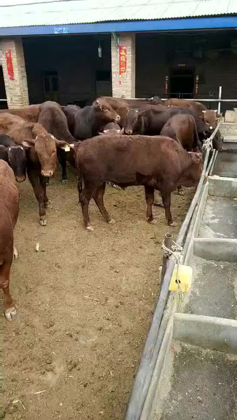 奶牛肉牛可代养自己有养殖场，诚信为本合作共赢