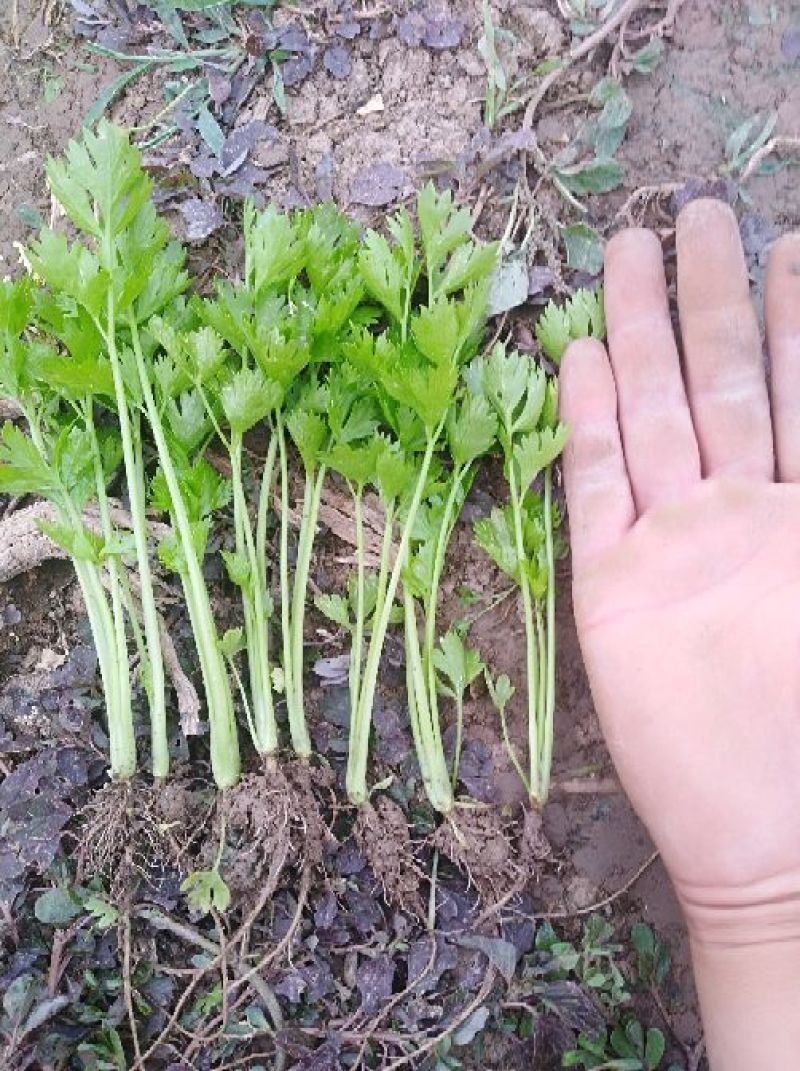 芹菜苗繁育基地直发，招代理商，免费指导技术