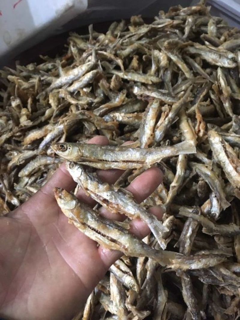 八到十二公分的清水河鱼，批发价格还可优惠
