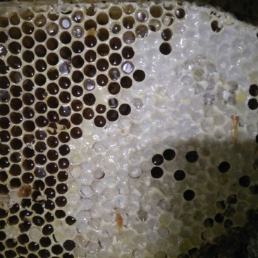 野生蜂蜜