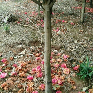 茶花树树形好，根据买的公分数协调价格欢迎订购