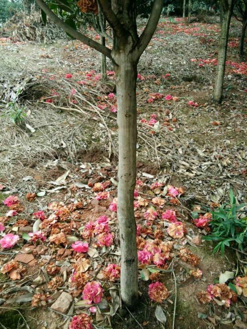 茶花树树形好，根据买的公分数协调价格欢迎订购