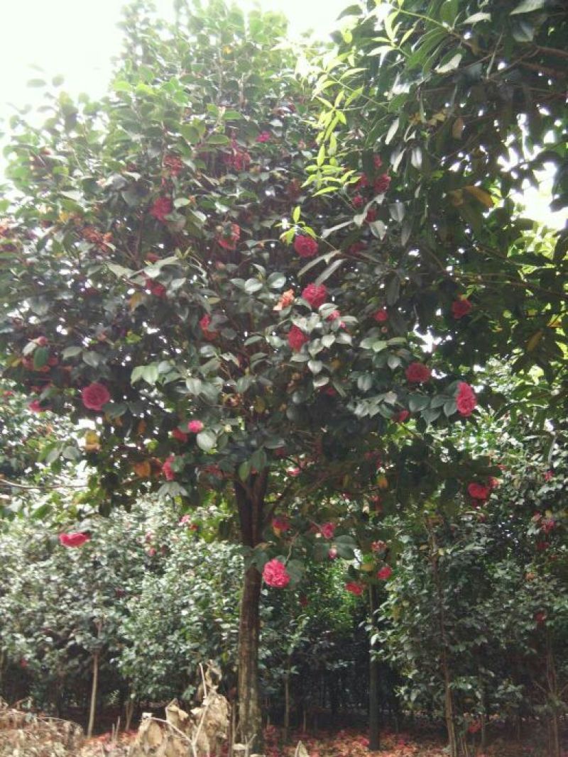 茶花树树形好，根据买的公分数协调价格欢迎订购