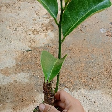 榴莲蜜苗
