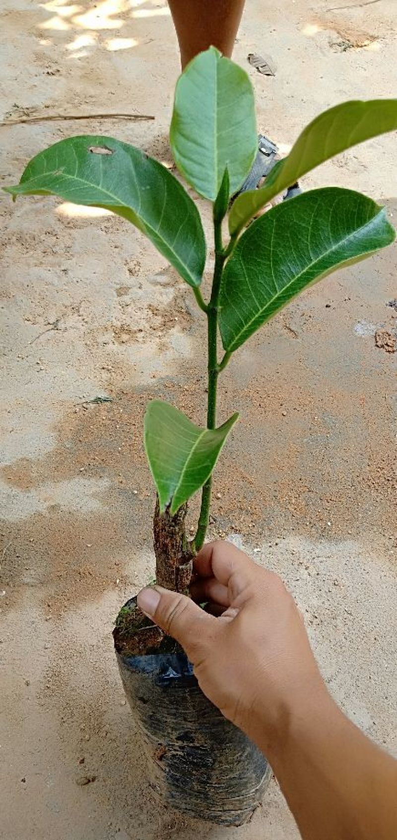 榴莲蜜苗