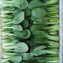 精品小青菜，长年配送，诚信经营，一次合作