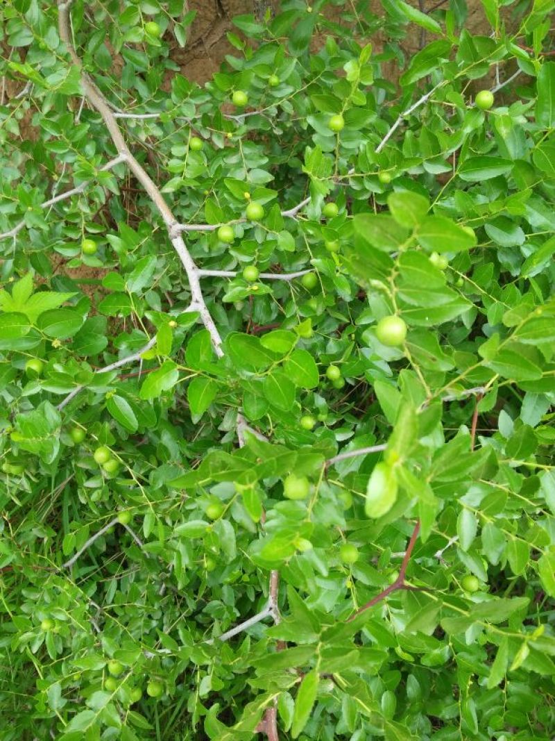 野生酸枣