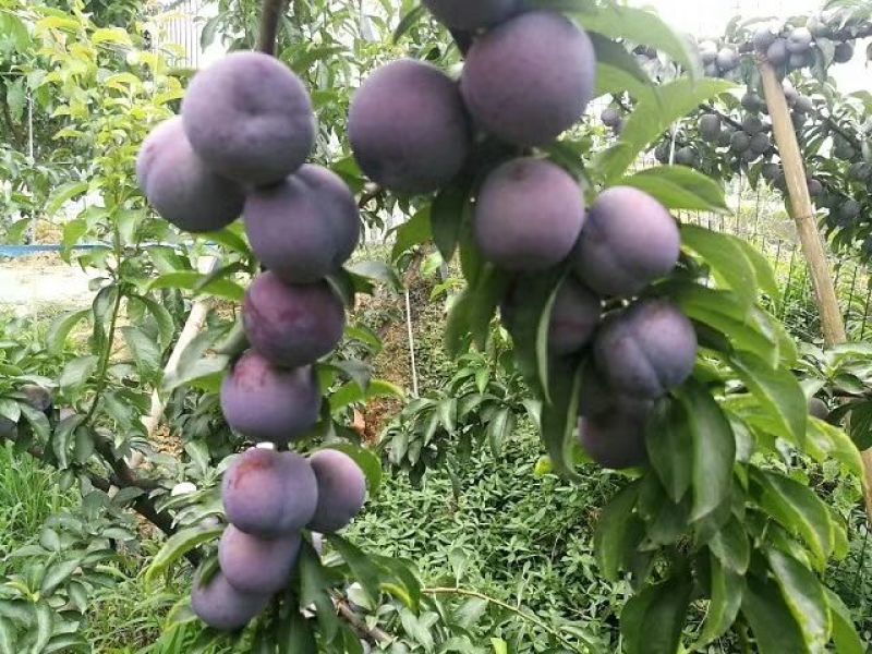 五月脆诚信经营全国发货量大从优规格齐全