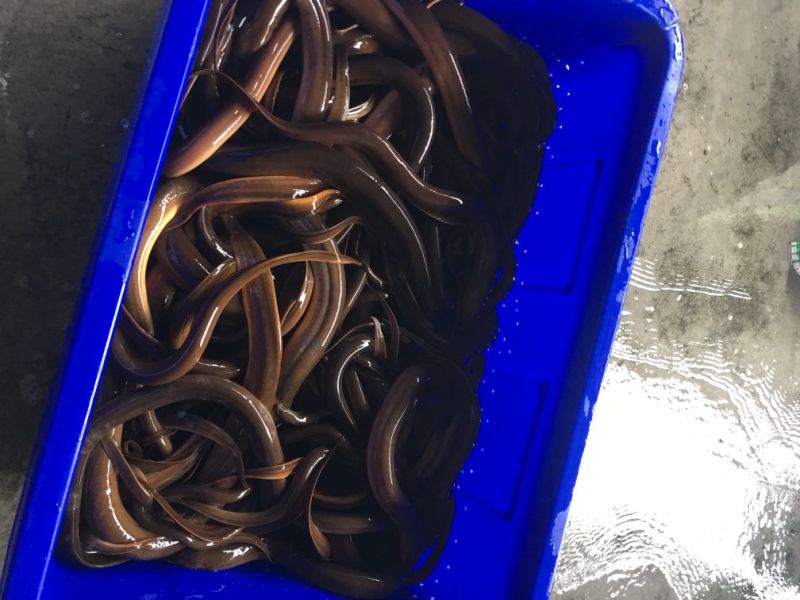 黄鳝食用活鱼