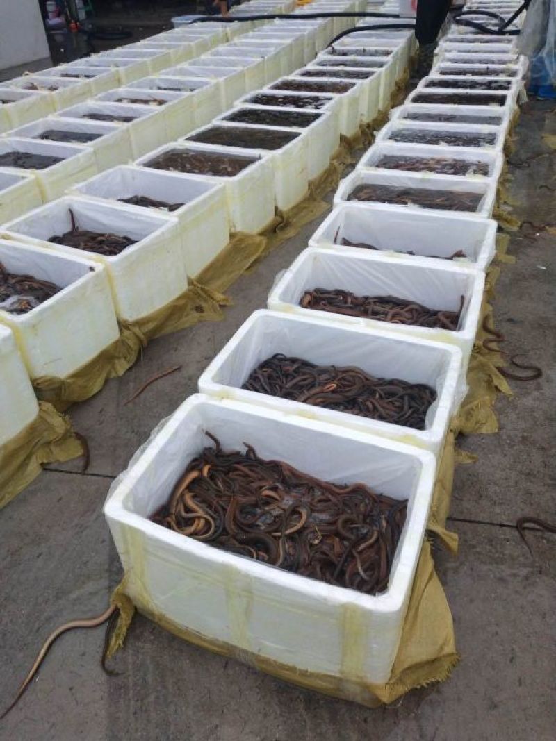 黄鳝食用活鱼