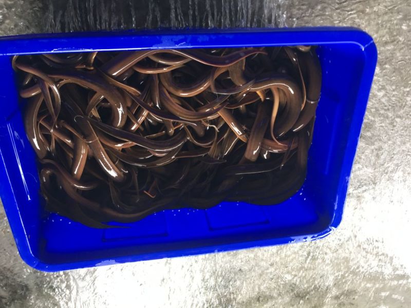 黄鳝食用活鱼