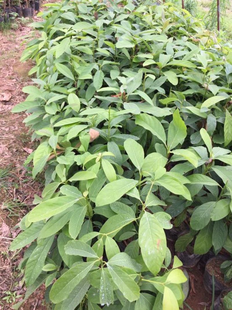 牛油果苗30~50cm