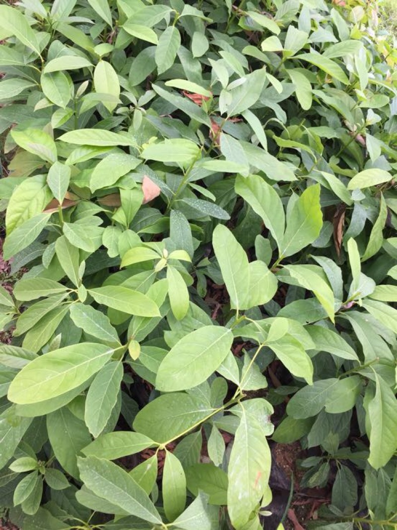 牛油果苗30~50cm