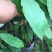 牛油果苗30~50cm