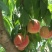 突围桃