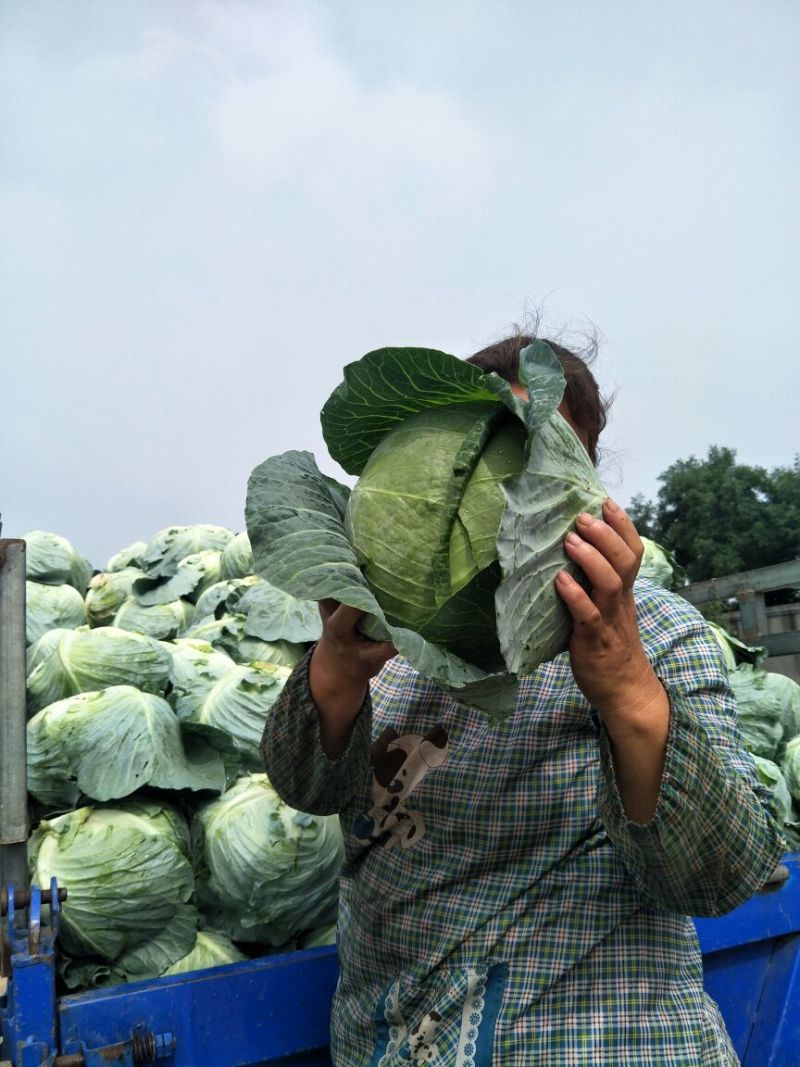 扁包菜奥其娜