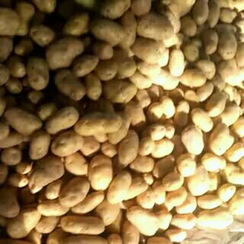 土豆。山东省聊城市东昌府区万亩蔬菜。量大货优