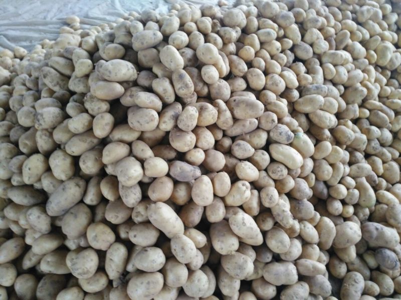 土豆。山东省聊城市东昌府区万亩蔬菜。量大货优
