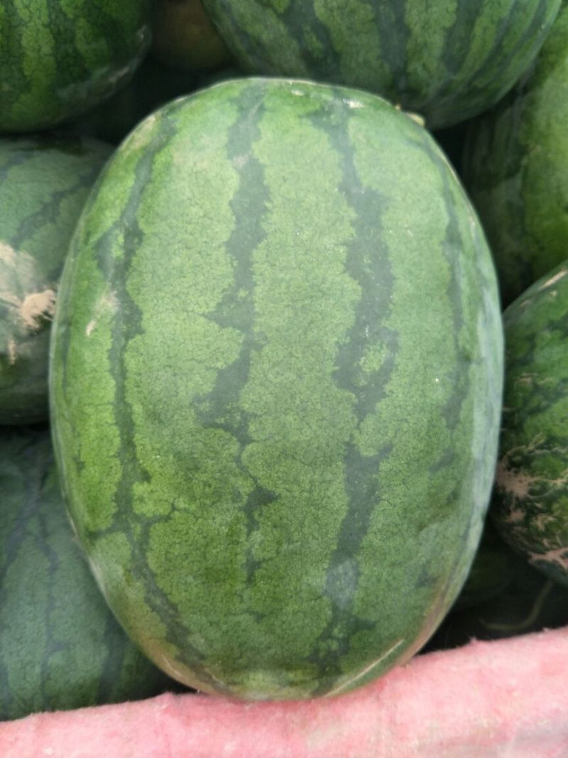 密冠龙