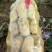 荷兰十五土豆，希森6号，沃土5号，基地直销。专业打包