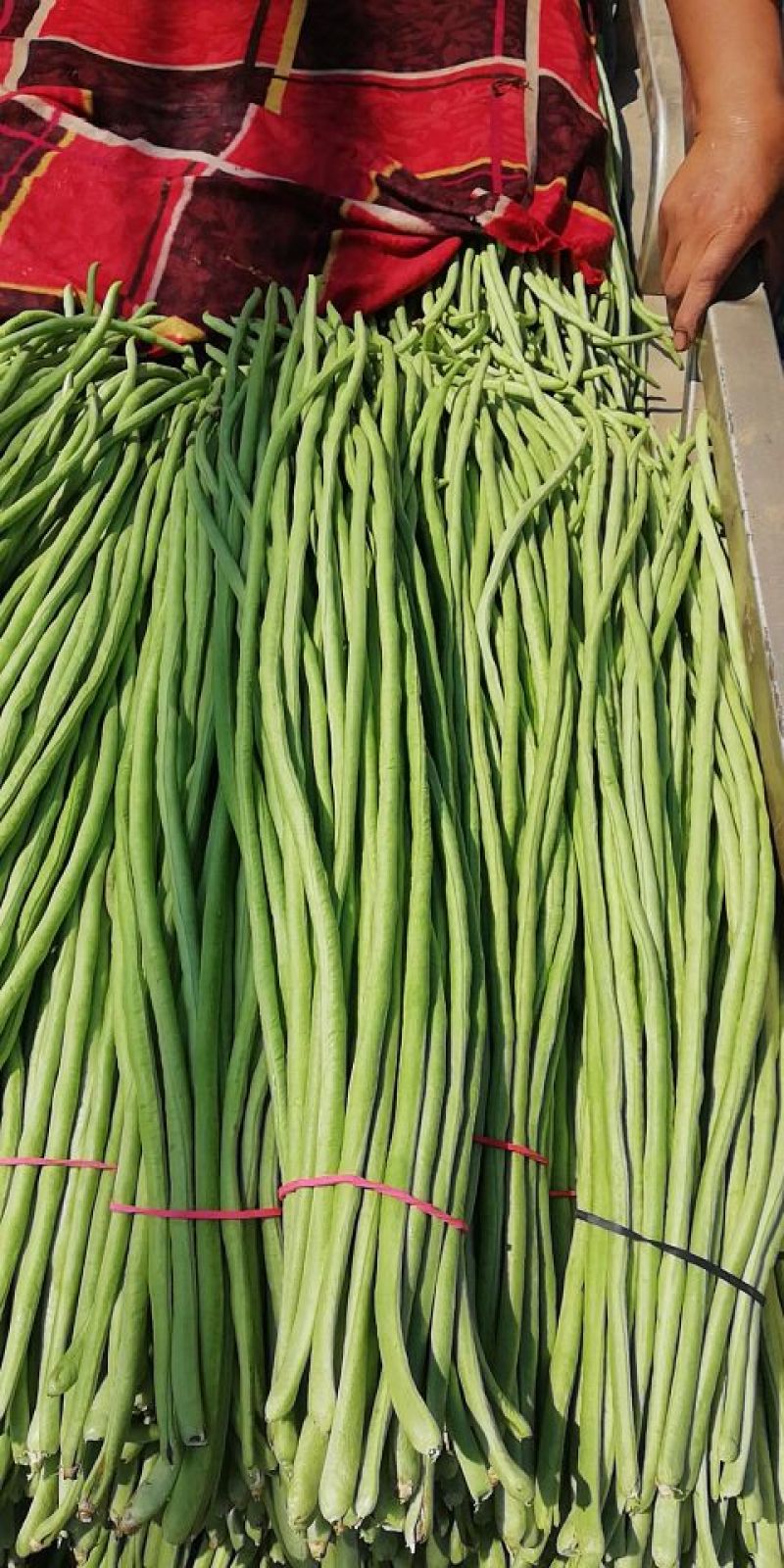 供应优质长豆角，长60厘米，颜色亮绿，代发全国