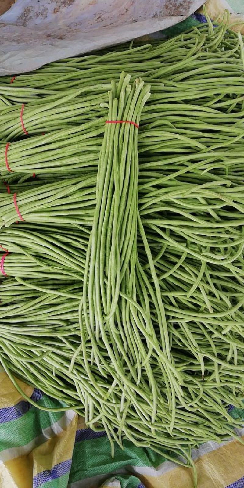 供应优质长豆角，长60厘米，颜色亮绿，代发全国