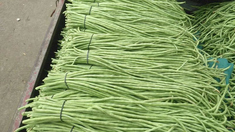 供应优质长豆角，长60厘米，颜色亮绿，代发全国