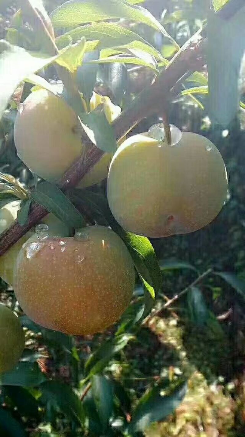 绥江半边红快上市了，，口感好，甜，脆，离