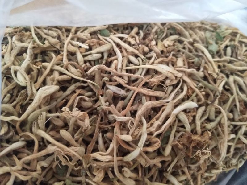 金银花，金银花苗