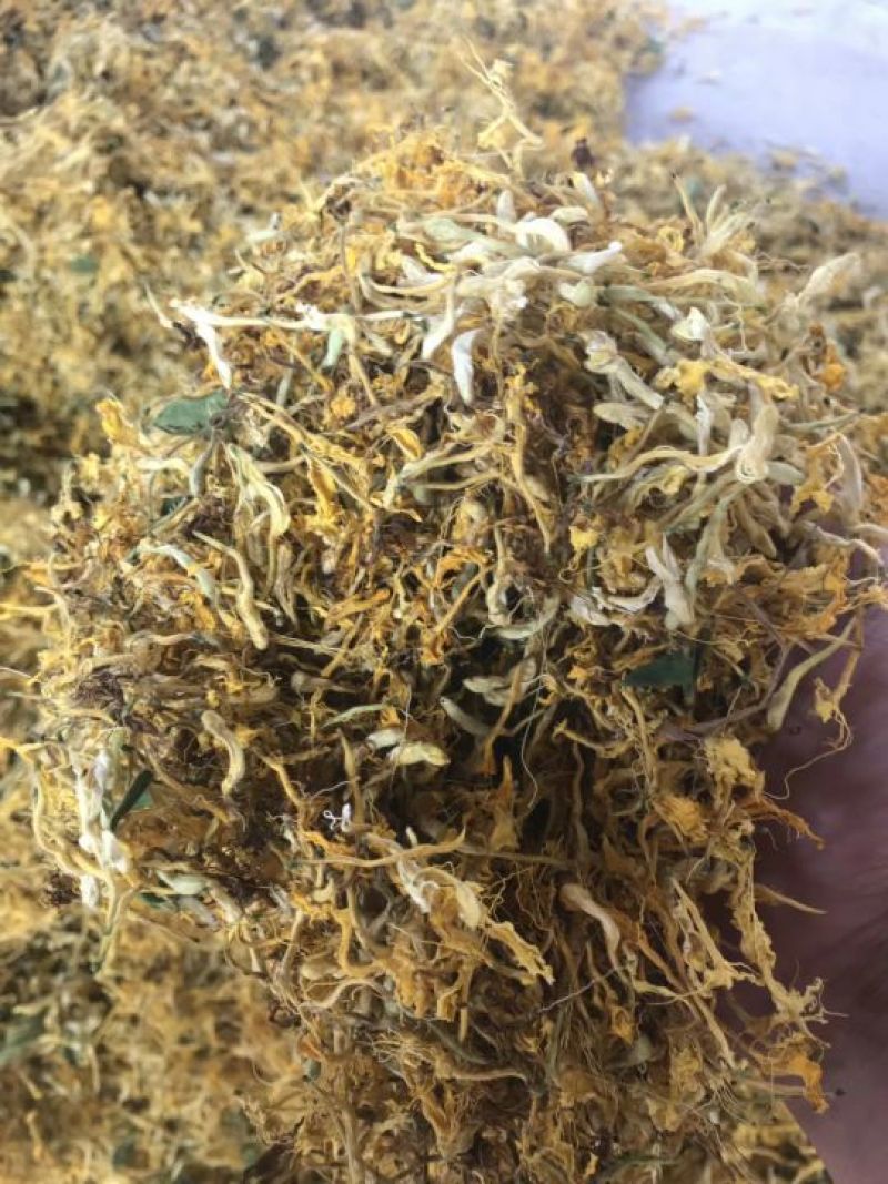 金银花，金银花苗