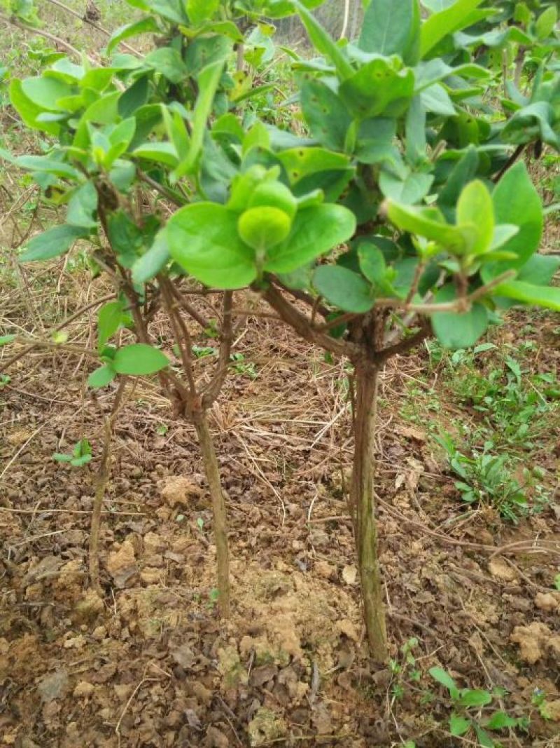 金银花，金银花苗