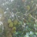 菠萝蜜,海南菠萝蜜