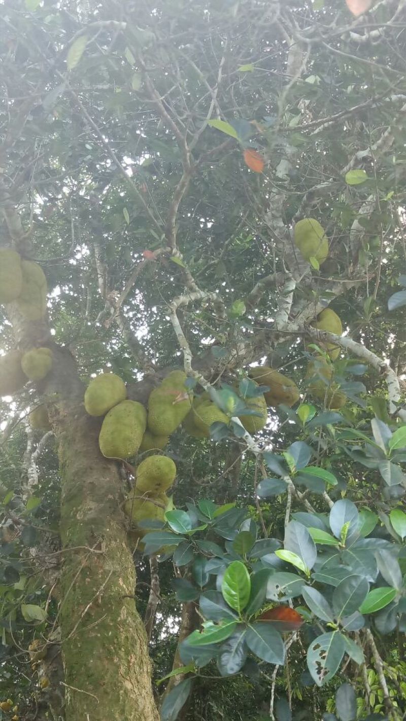 菠萝蜜，海南菠萝蜜