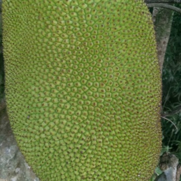 菠萝蜜,海南菠萝蜜
