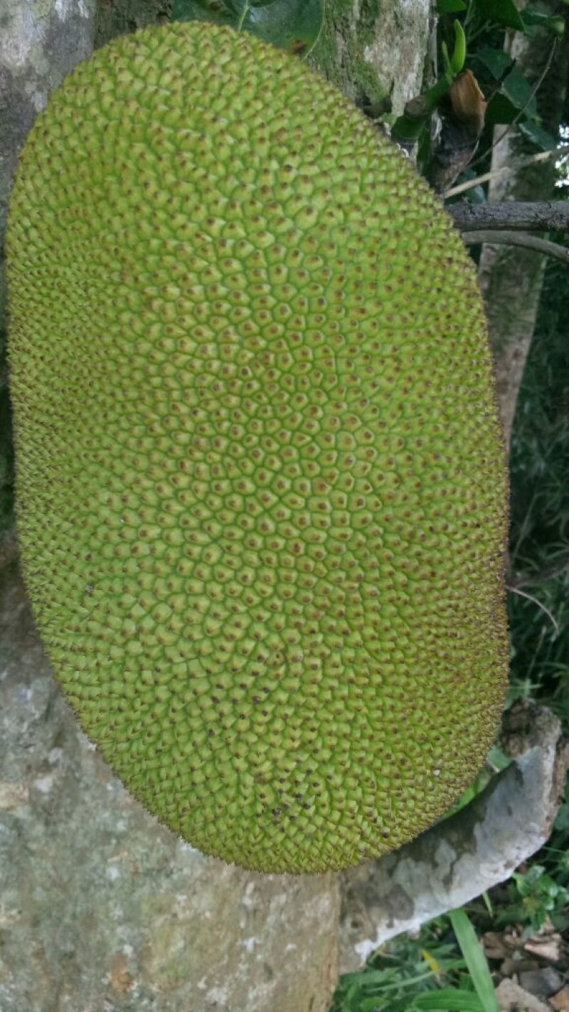 菠萝蜜，海南菠萝蜜