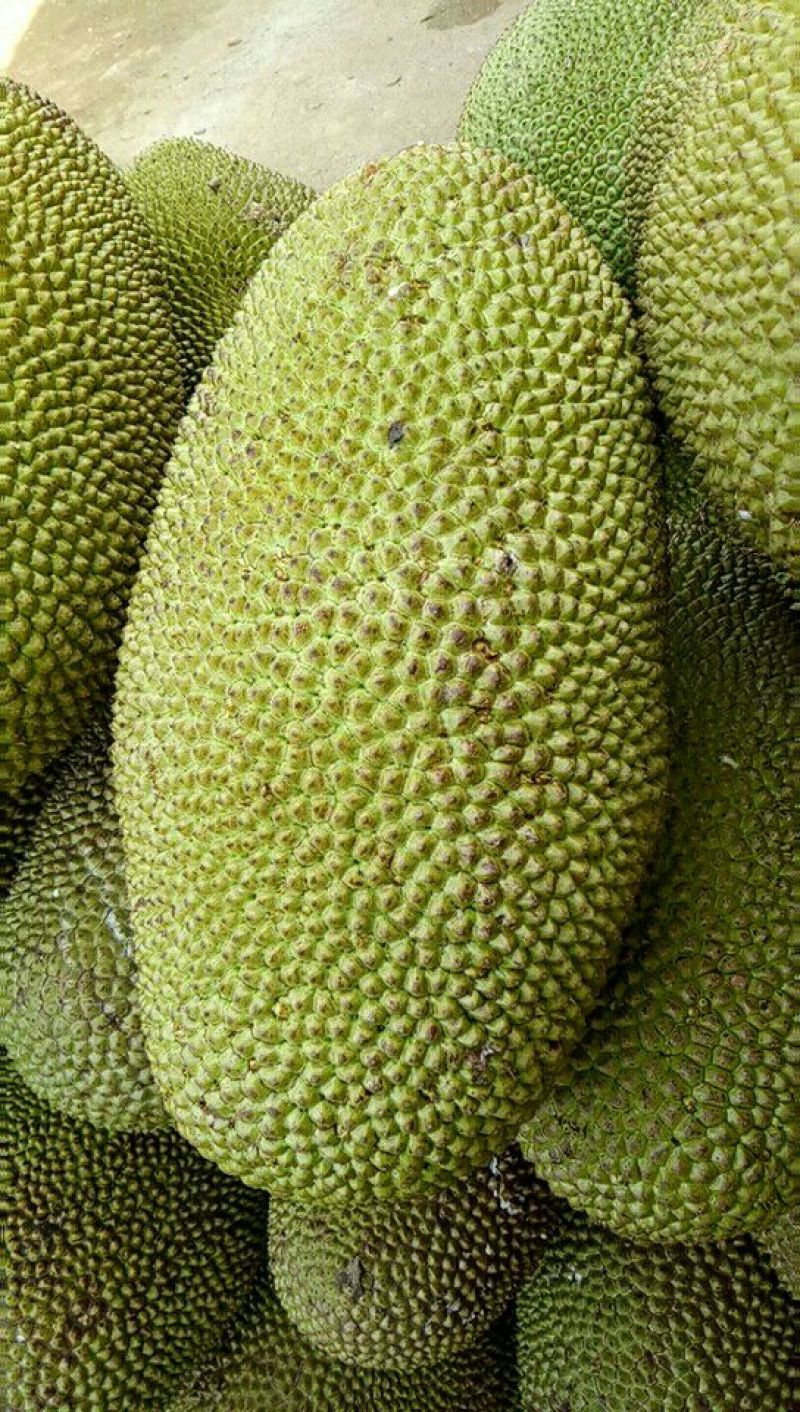 菠萝蜜，海南菠萝蜜