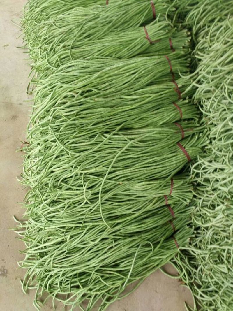 长豆角70厘米以上市场货加工厂货冷水降温！